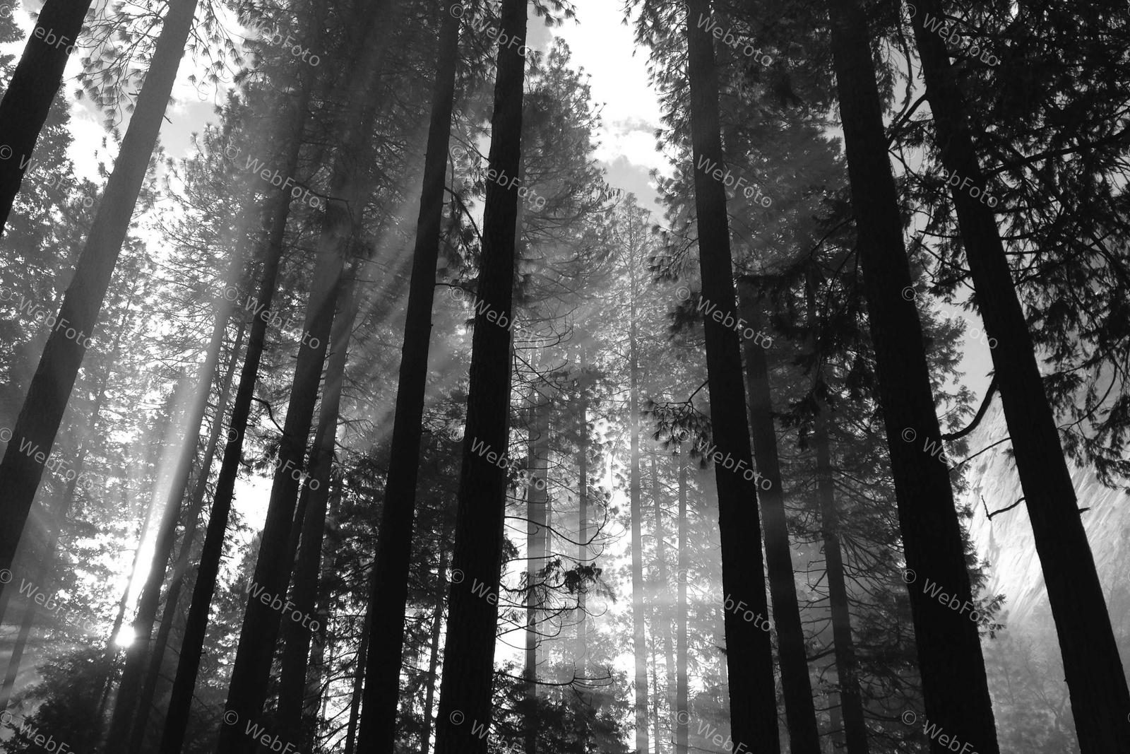 Still & Silent